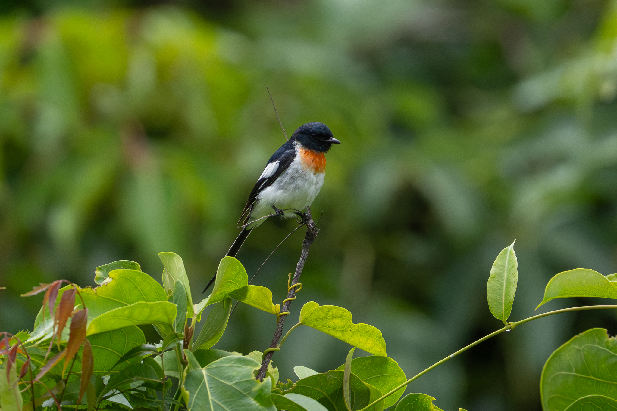 White-bellied Minivet (Pericrocotus erythropygius), photo 2
