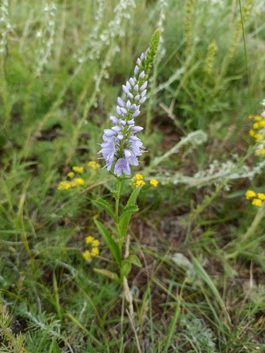 Veronica linariifolia, photograph 4