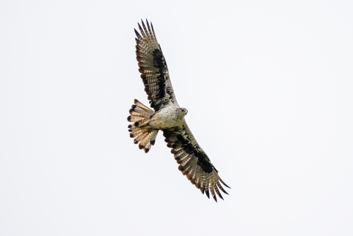 Aigle de Bonelli