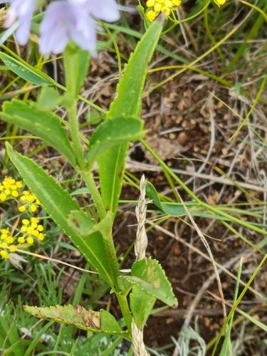 Veronica linariifolia, photograph 5