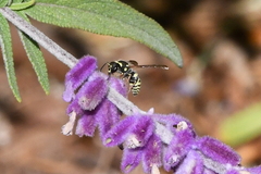 Ancistrocerus bustamente