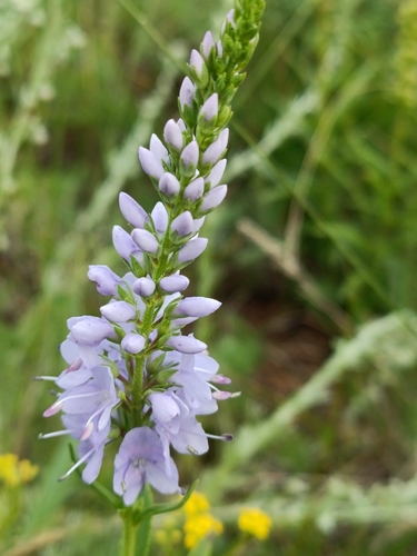 Veronica linariifolia, photograph 6
