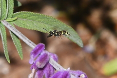 Ancistrocerus bustamente