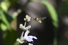 Ancistrocerus bustamente