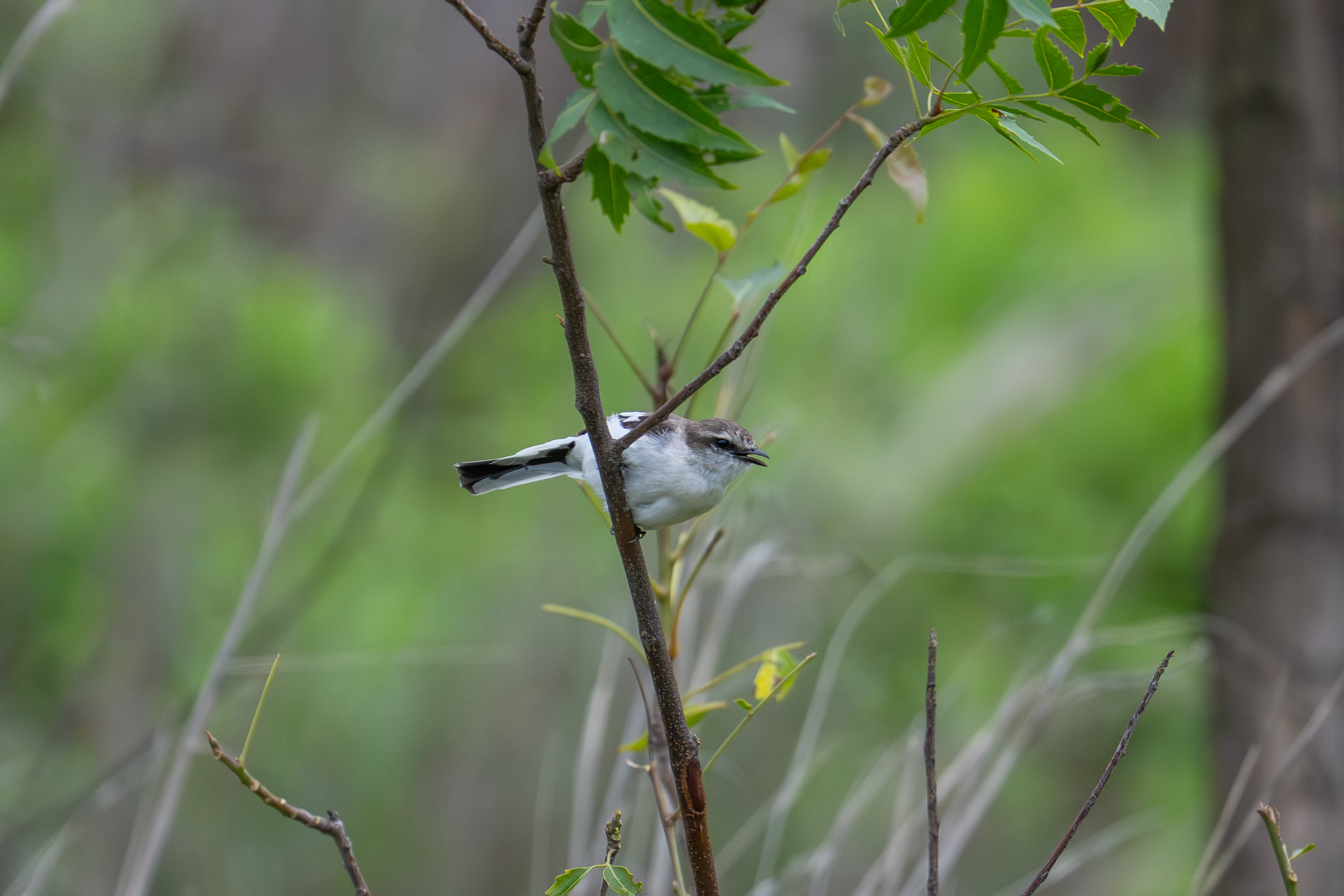 White-bellied Minivet (Pericrocotus erythropygius), photo 8