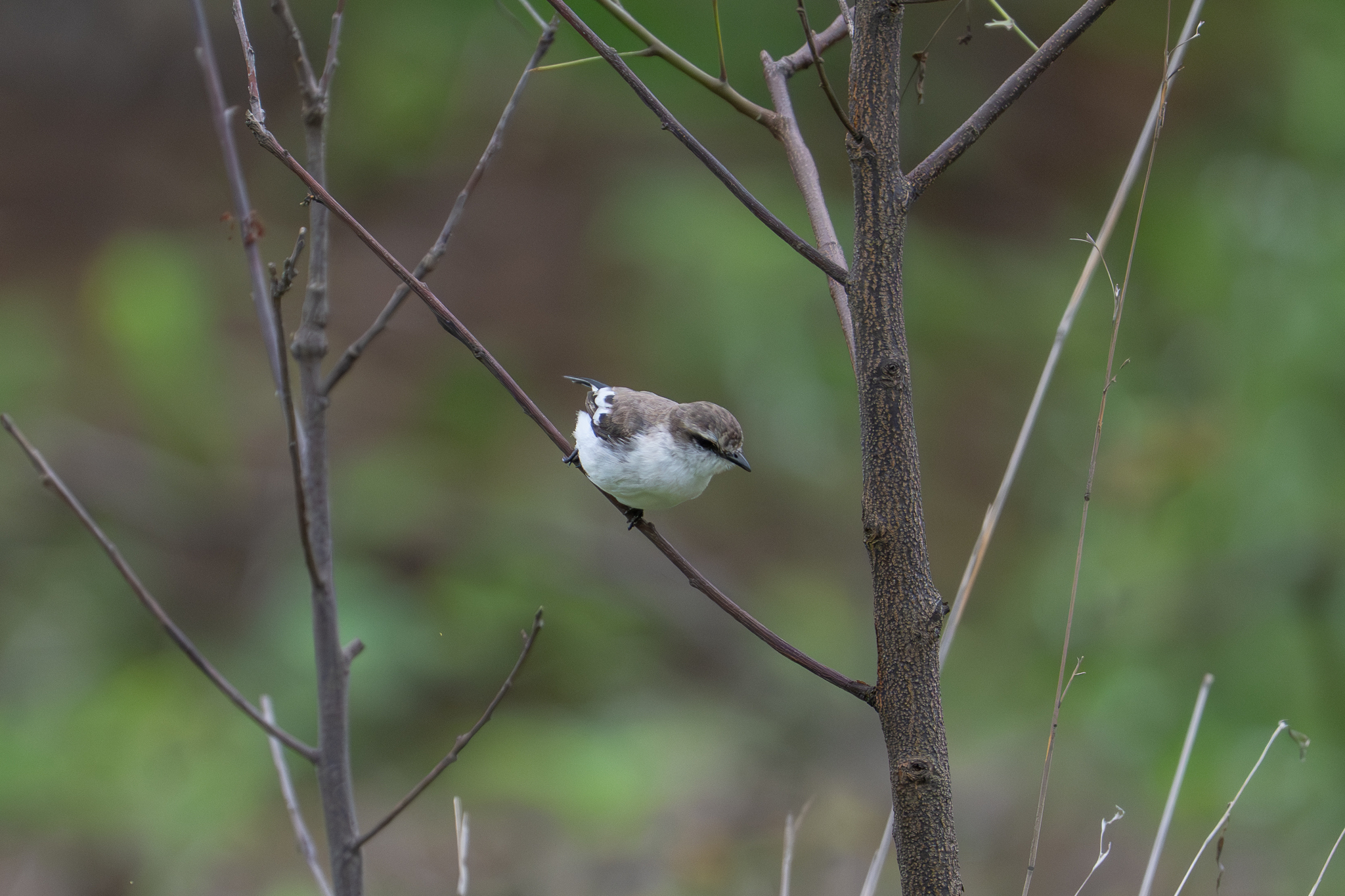White-bellied Minivet (Pericrocotus erythropygius), photo 9