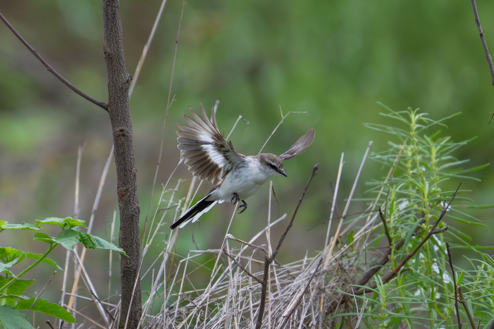 White-bellied Minivet (Pericrocotus erythropygius), photo 10