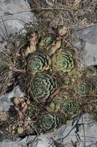 Sempervivum tectorum