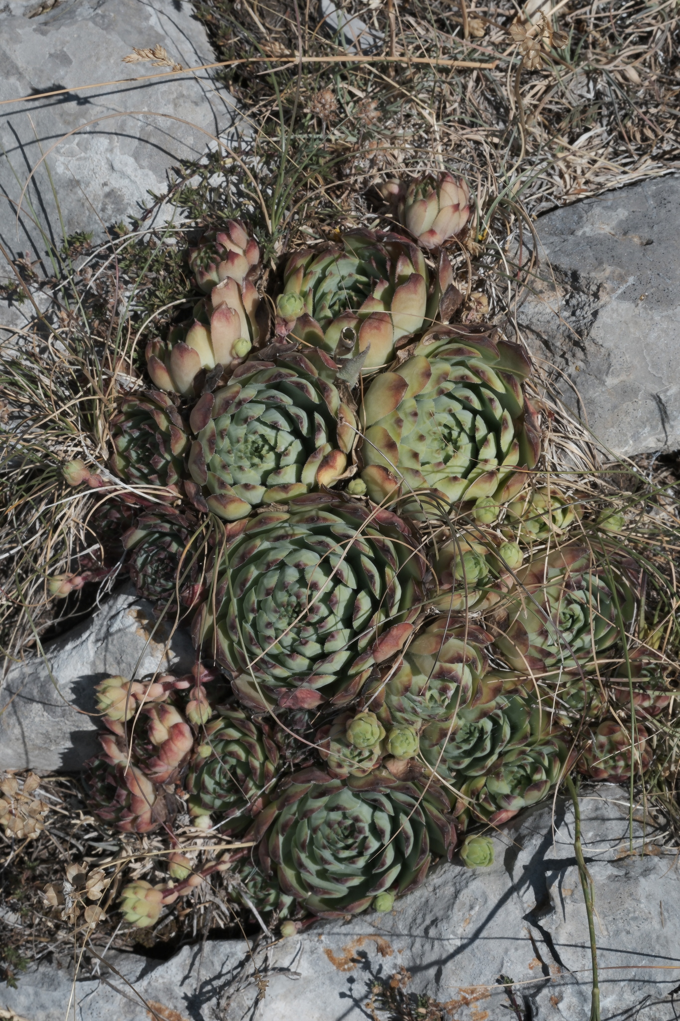 Sempervivum 'Black Prince'