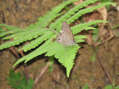 Cissia phronius