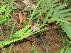 Cissia phronius