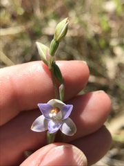Thelymitra brevifolia