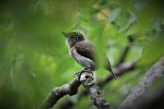 Picumnus granadensis