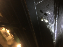 Latrodectus geometricus