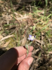 Thelymitra brevifolia