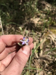 Thelymitra brevifolia