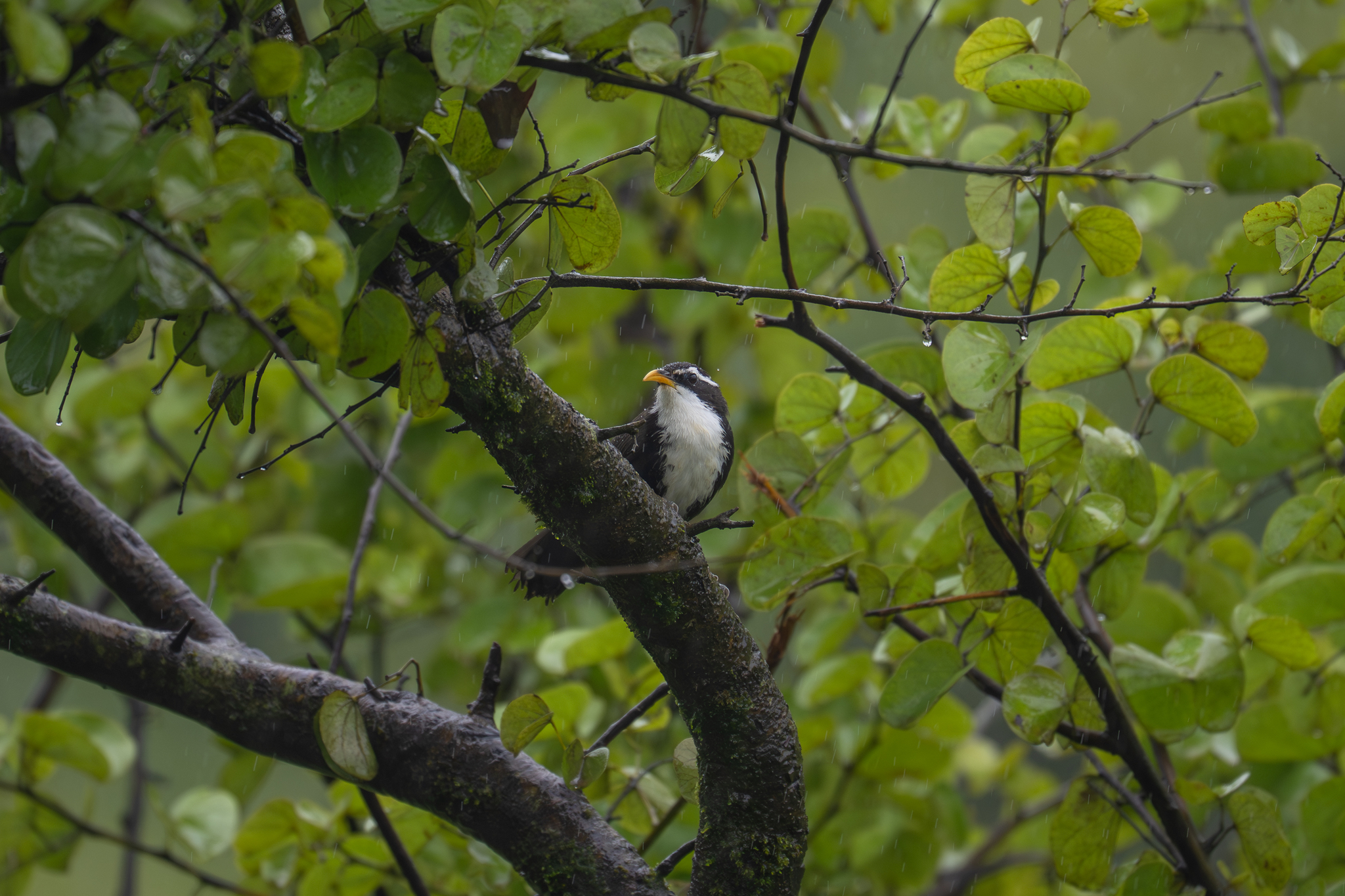 Indian Scimitar Babbler (Pomatorhinus horsfieldii), photo 2