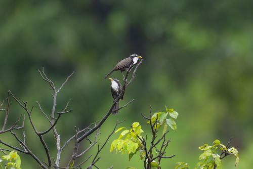 Indian Scimitar Babbler (Pomatorhinus horsfieldii), photo 10