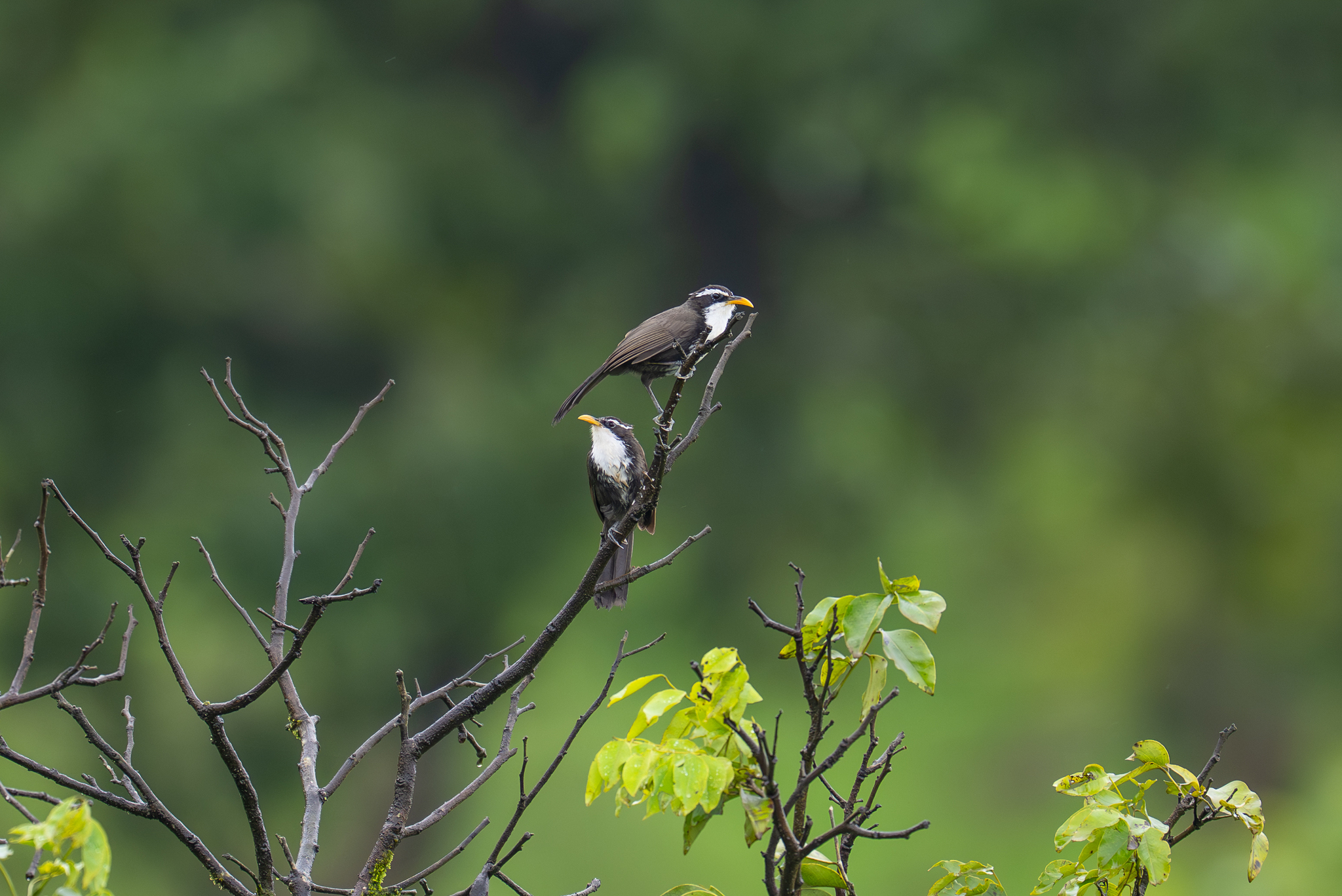 Indian Scimitar Babbler (Pomatorhinus horsfieldii), photo 4