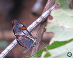 Ithomia drymo