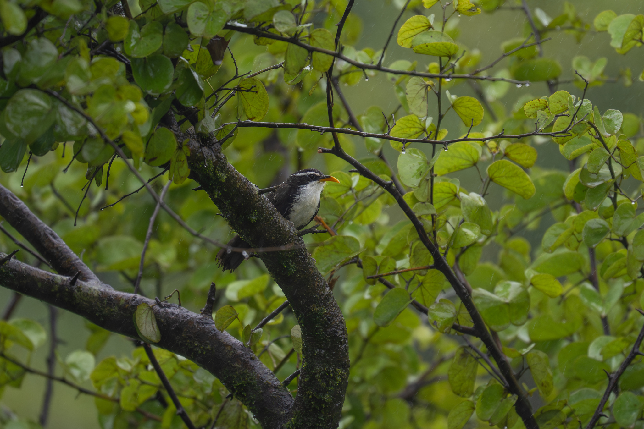 Indian Scimitar Babbler (Pomatorhinus horsfieldii), photo 3