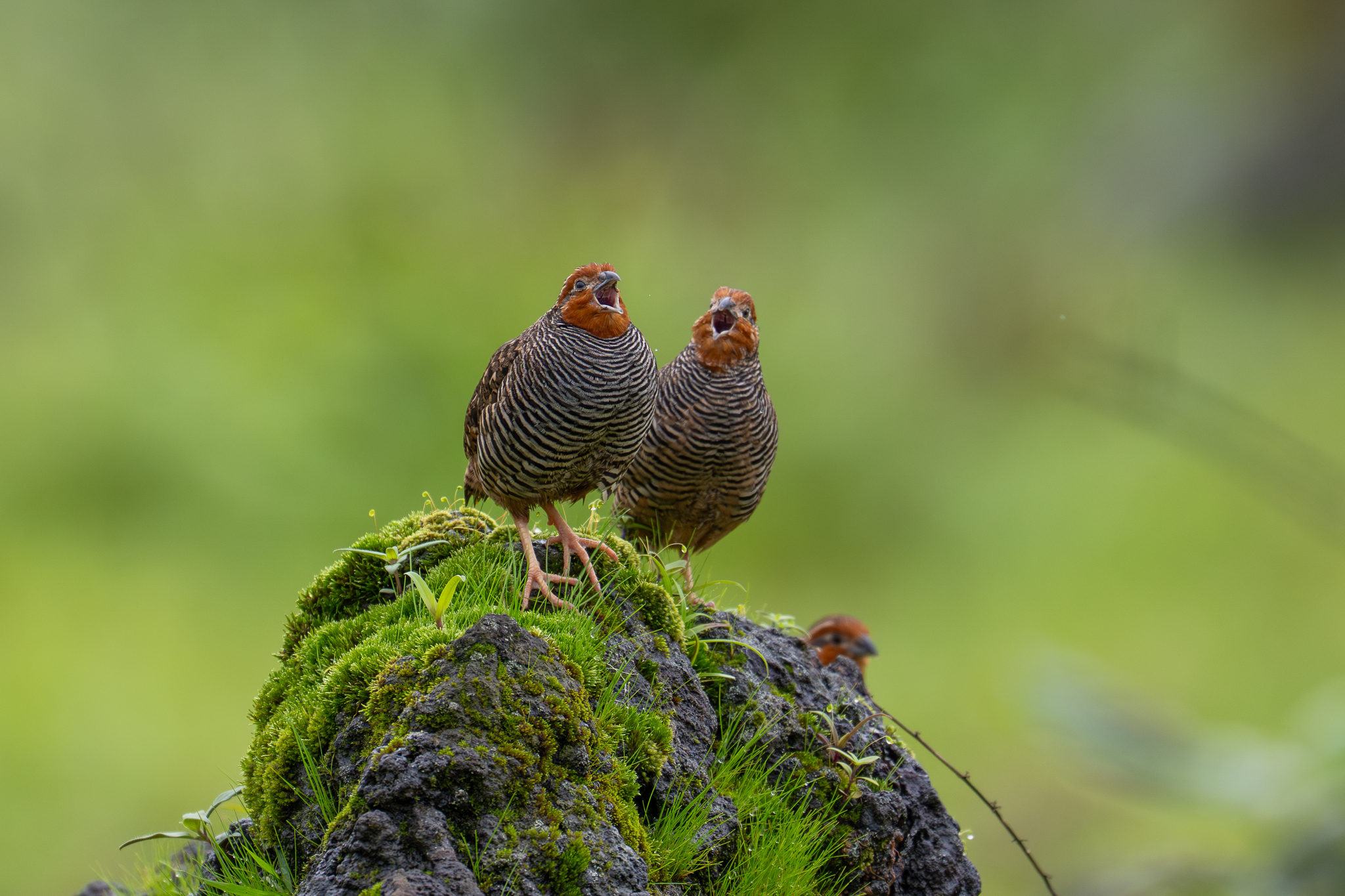 Jungle Bush Quail (Perdicula asiatica), photo 2