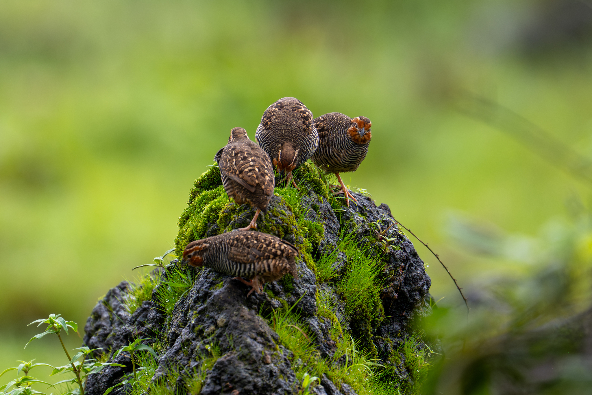 Jungle Bush Quail (Perdicula asiatica), photo 5