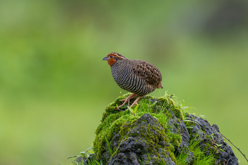 Jungle Bush Quail (Perdicula asiatica), photo 3