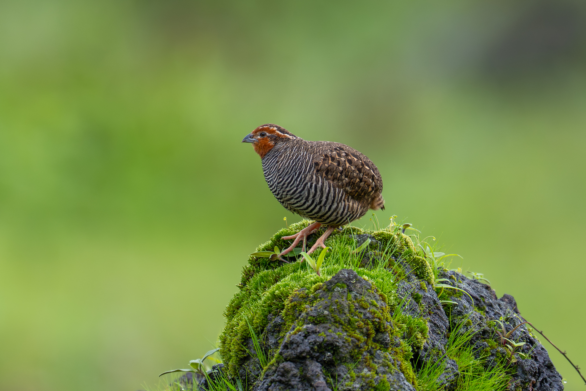 Jungle Bush Quail (Perdicula asiatica), photo 3