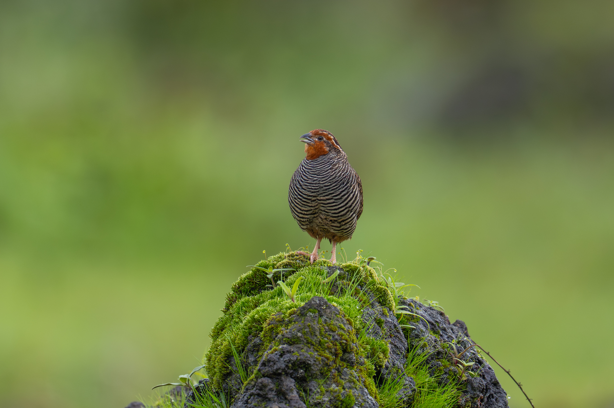 Jungle Bush Quail (Perdicula asiatica), photo 4