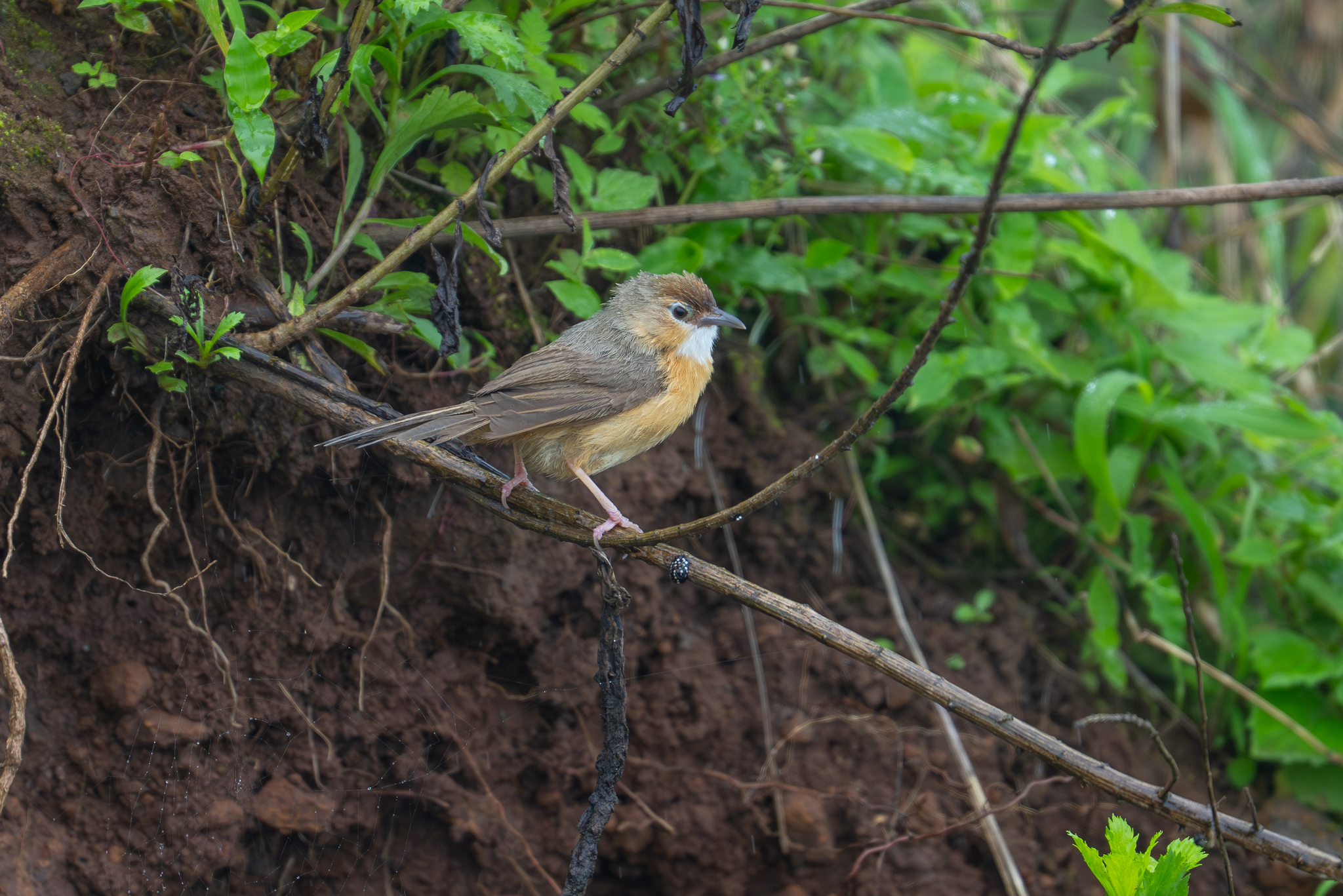 Tawny-bellied Babbler