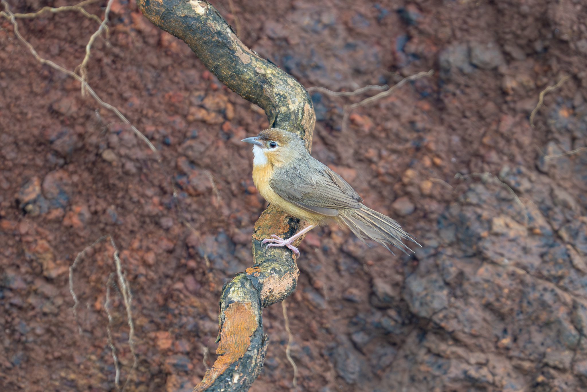 Tawny-bellied Babbler