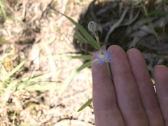Thelymitra brevifolia