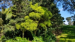 Metrosideros bartlettii