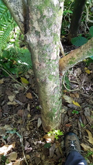 Metrosideros bartlettii