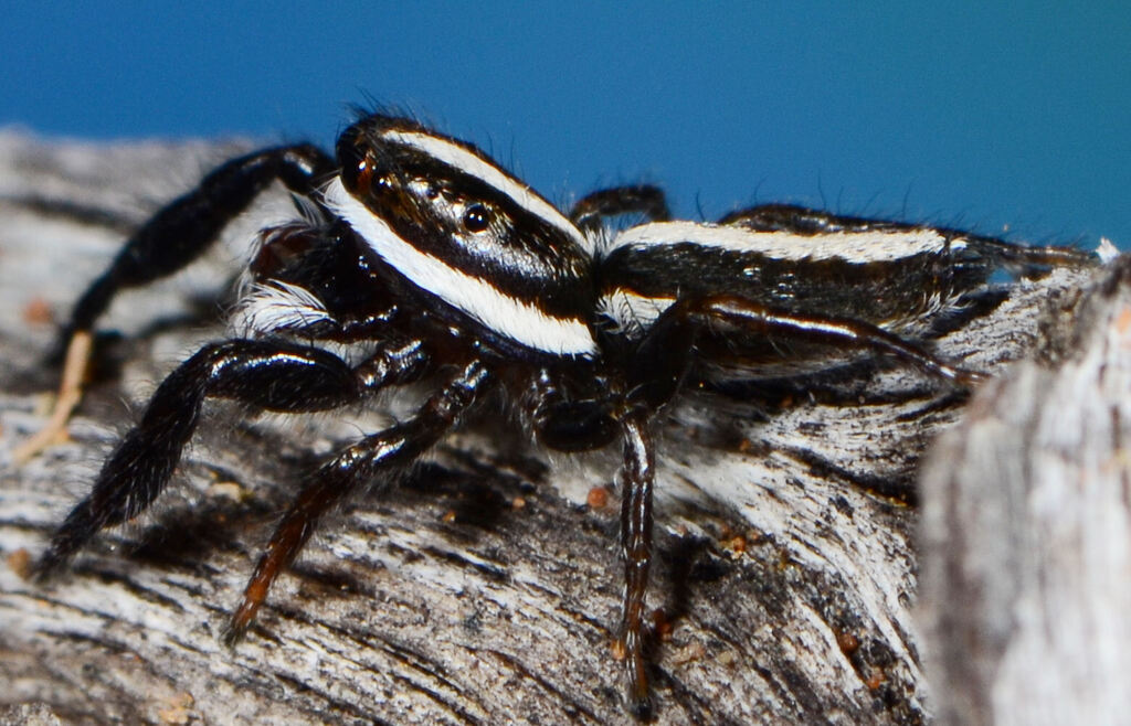 Afraflacilla braunsi