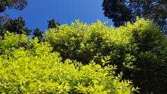 Metrosideros bartlettii