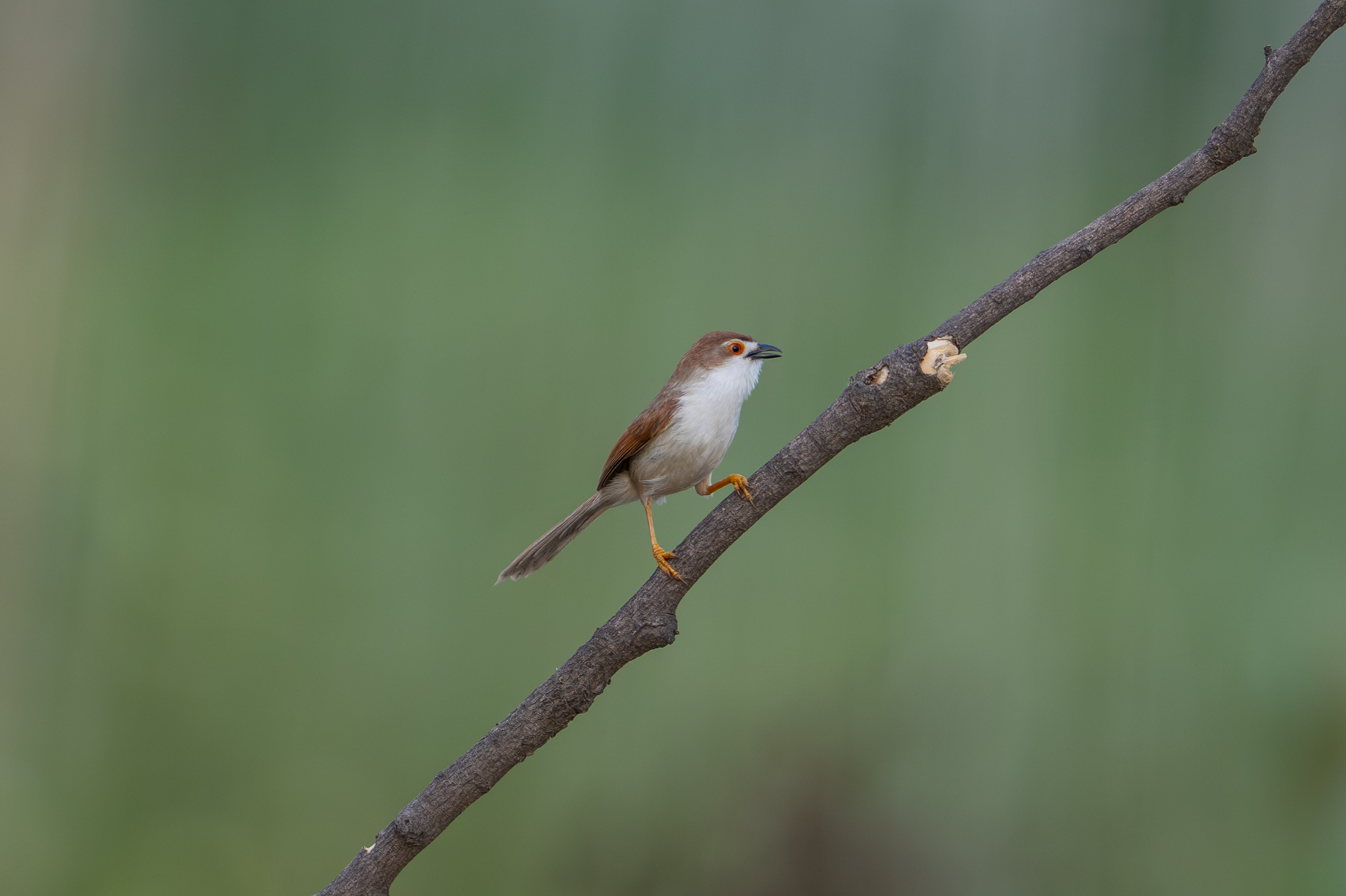 Yellow-eyed Babbler