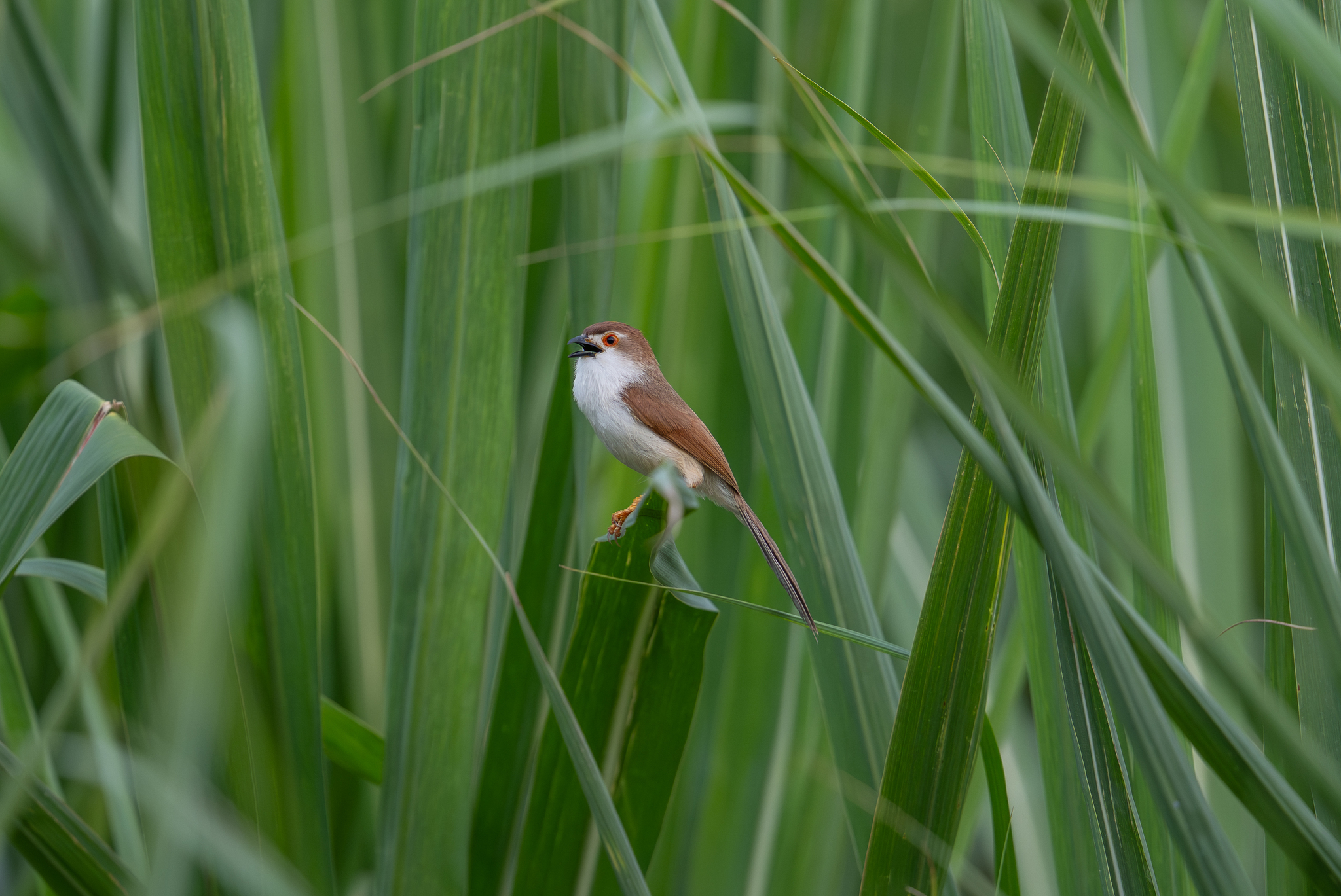Yellow-eyed Babbler