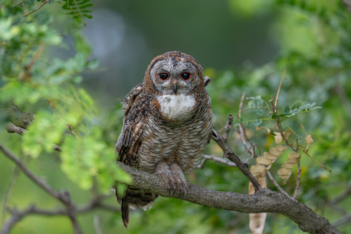 Mottled Wood Owl (Strix ocellata), photo 9