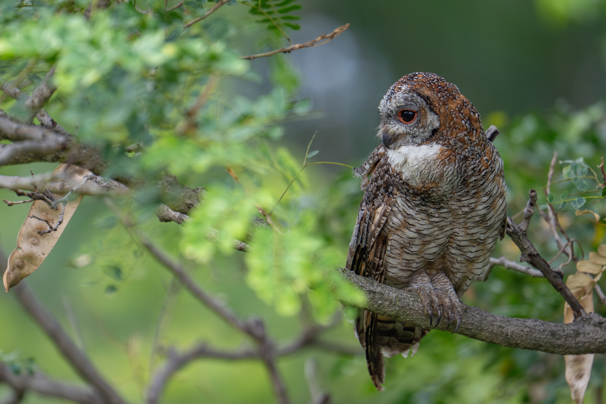 Mottled Wood Owl (Strix ocellata), photo 3