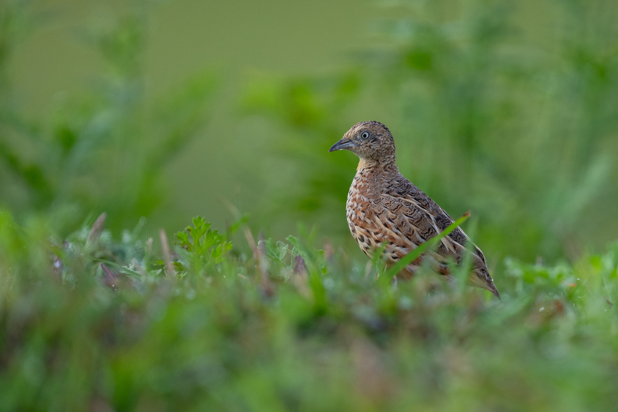 Common Buttonquail