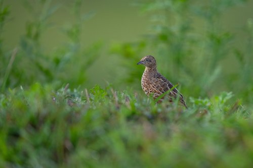 Common Buttonquail (Turnix sylvaticus), photo 4