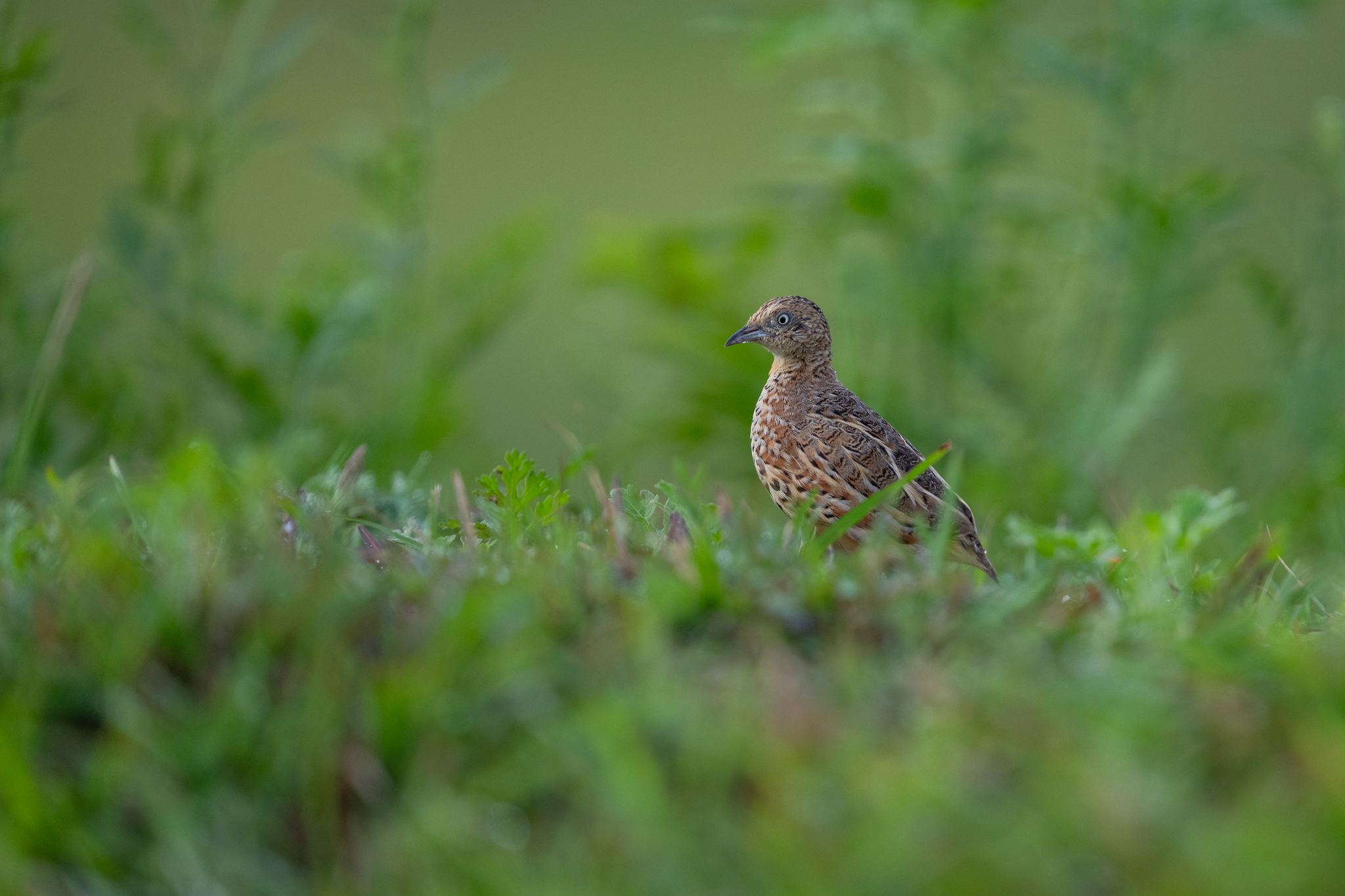 Common Buttonquail