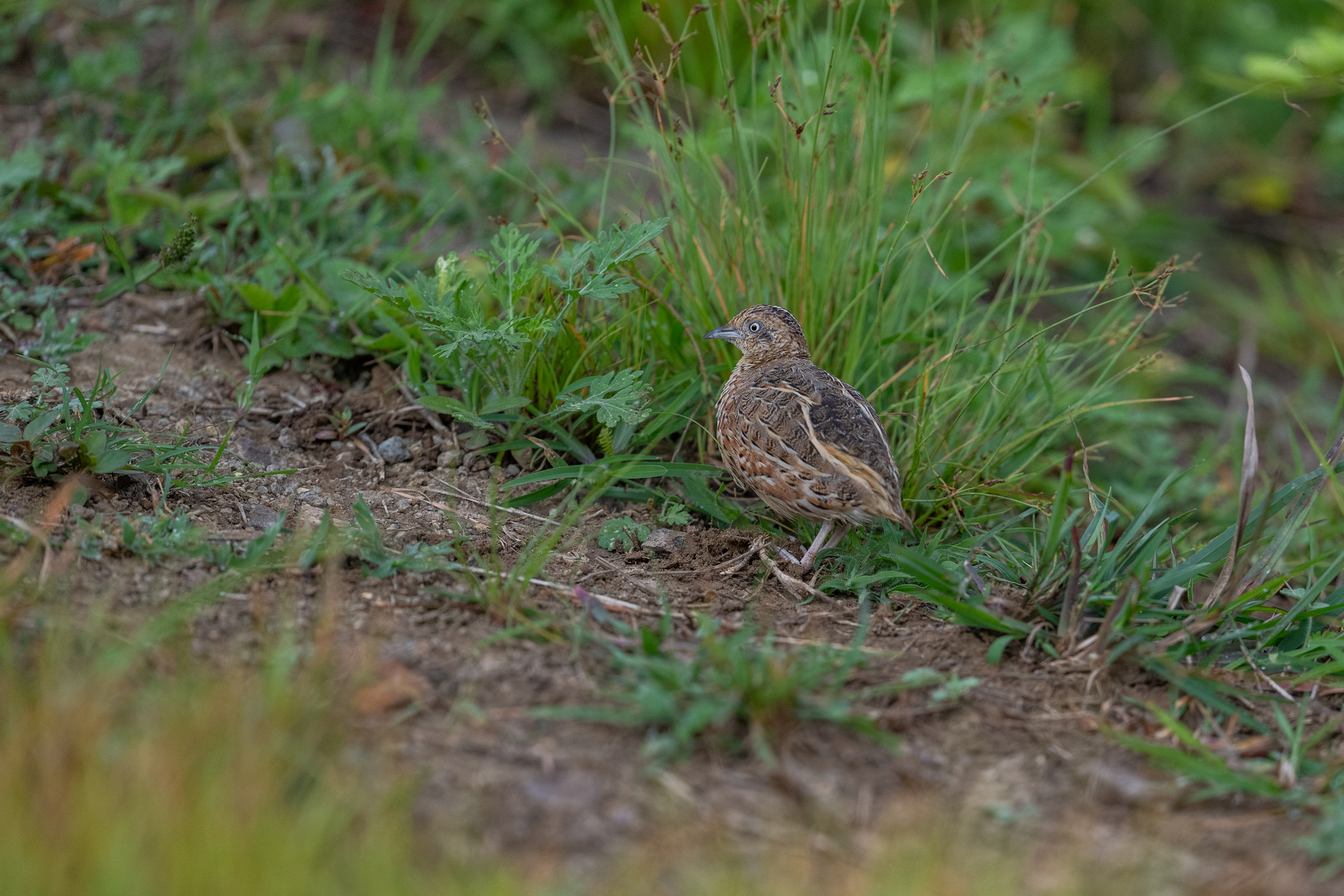 Common Buttonquail