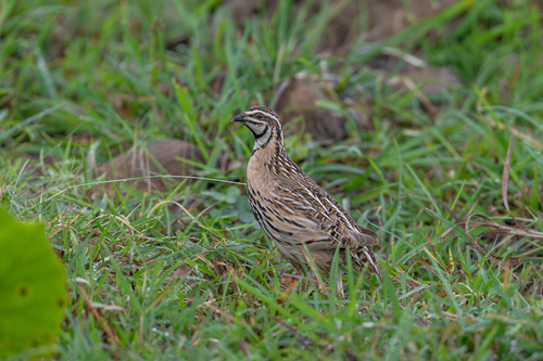 Caille nattée (Coturnix coromandelica)