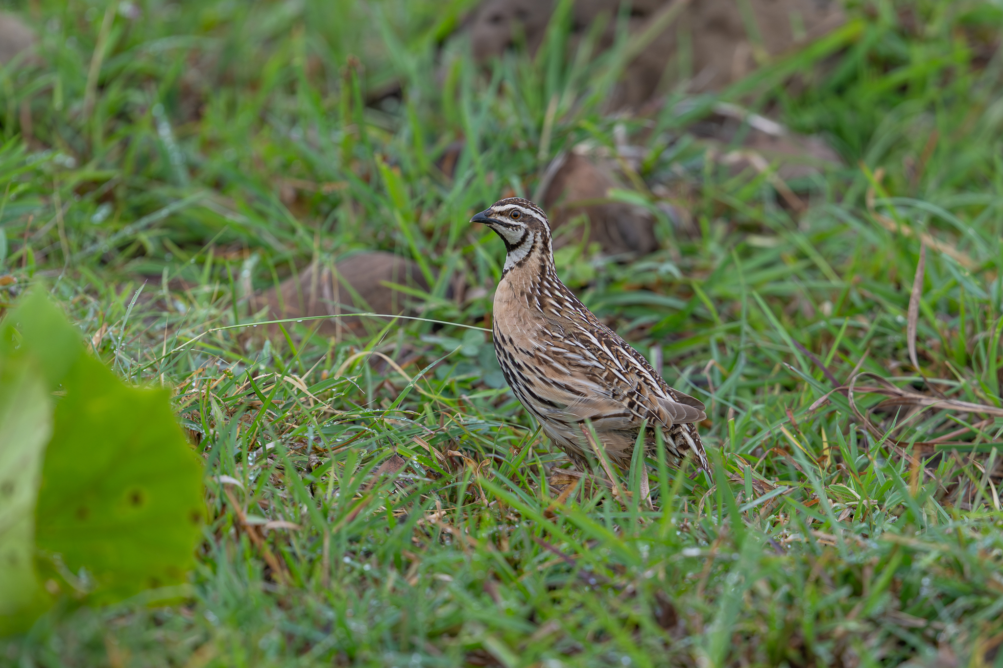 Rain Quail