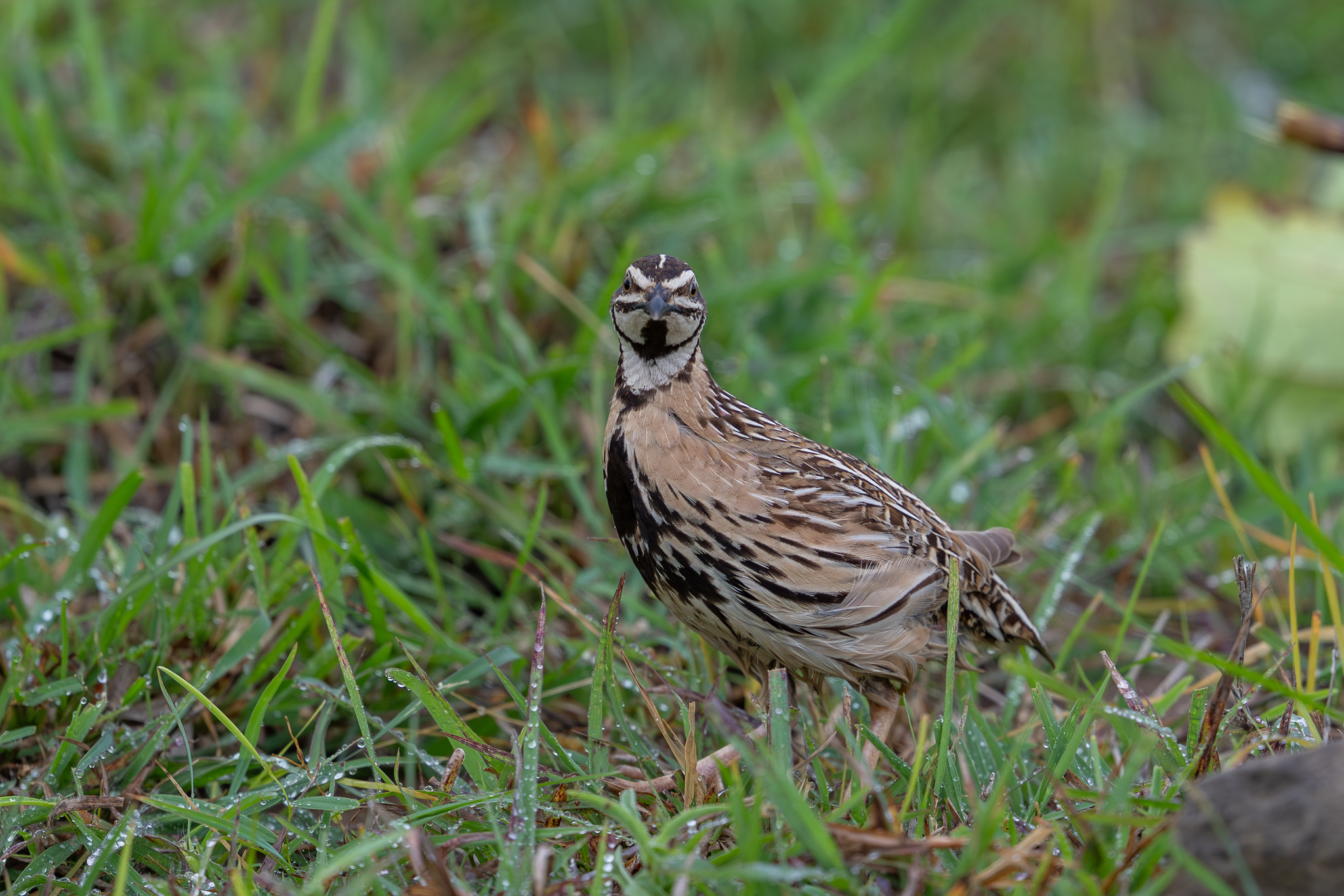 Rain Quail