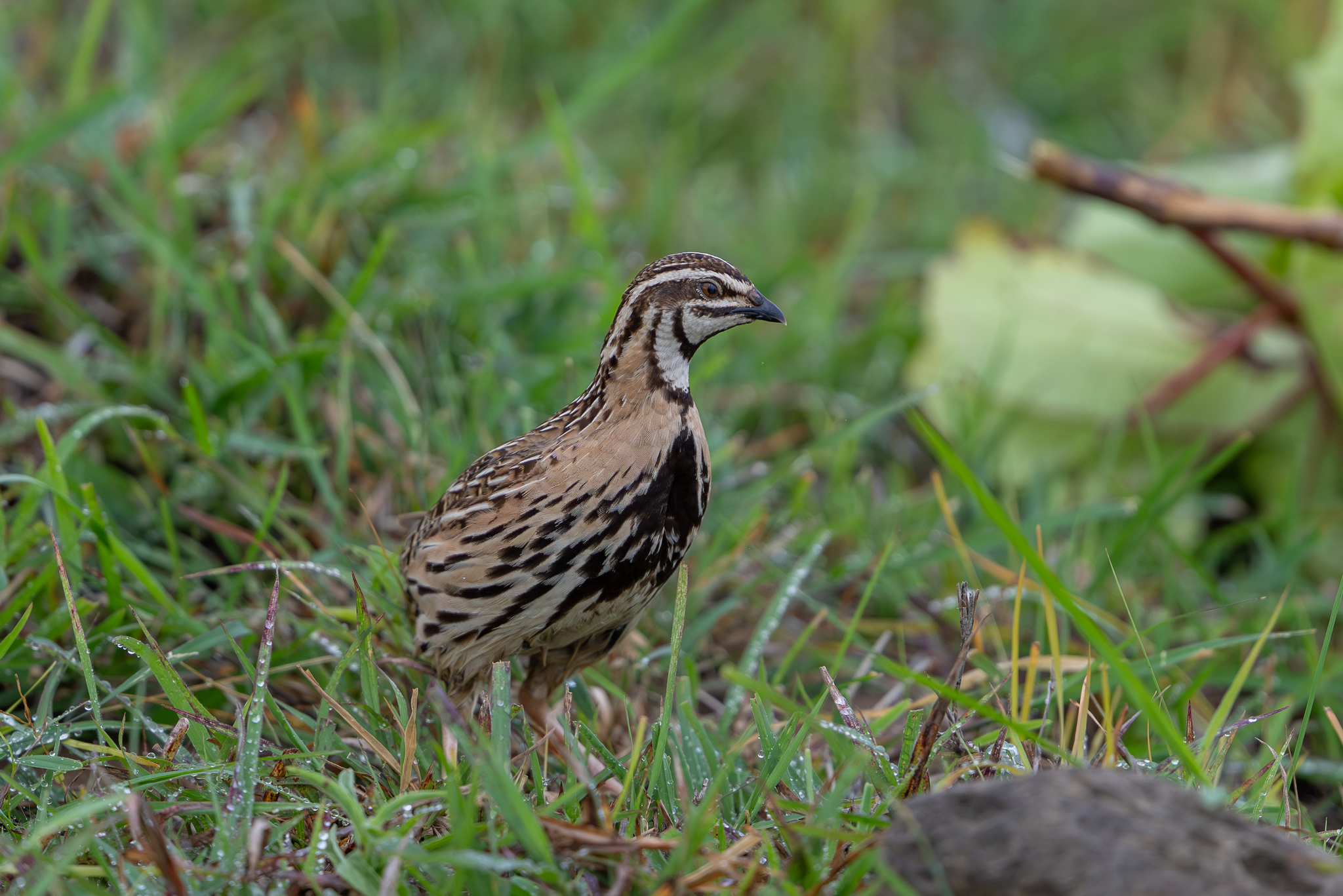 Rain Quail
