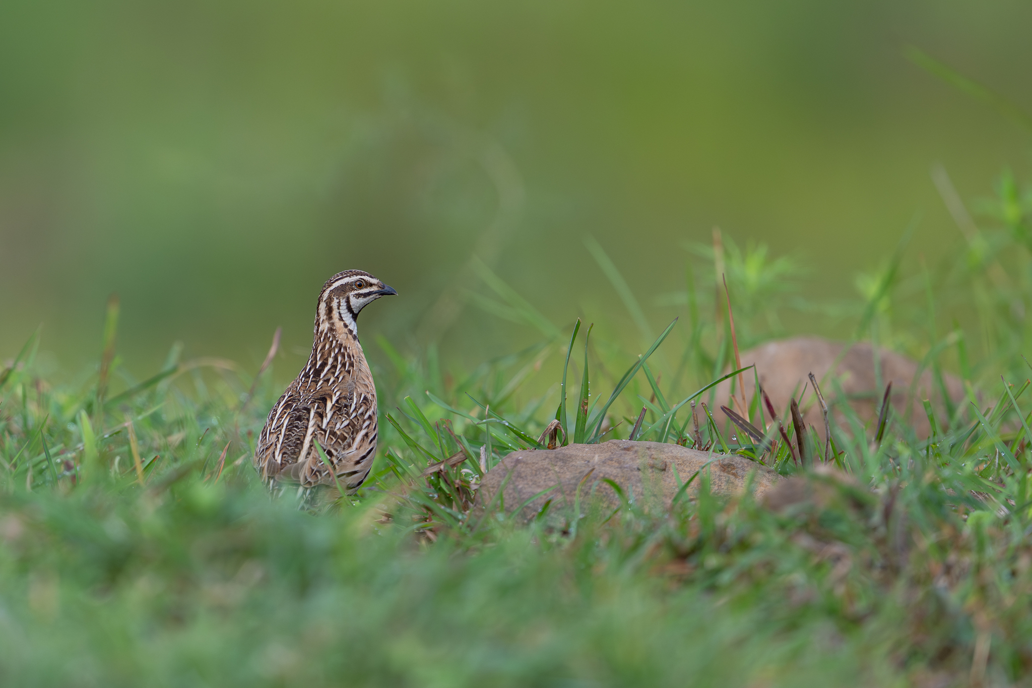 Rain Quail